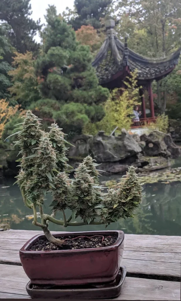 How to grow a cannabis bonsai plant?