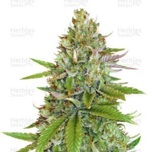 Sweet Pure Auto CBD cannabis seeds by Sweet Seeds