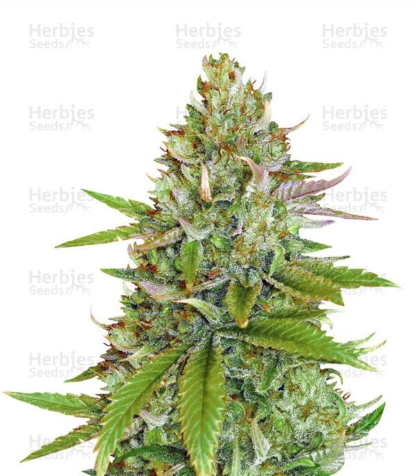 Sweet Pure Auto CBD cannabis seeds by Sweet Seeds