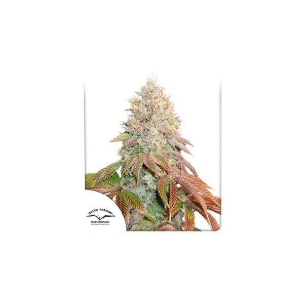 Auto Banana Blaze cannabis seeds by Dutch Passion