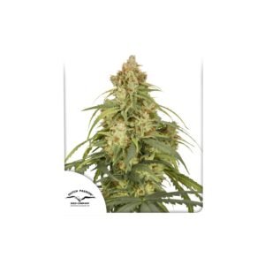 Auto CBD-Victory cannabis seeds by Dutch Passion