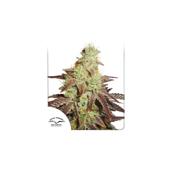 Auto Night Queen cannabis seeds by Dutch Passion