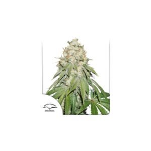 Banana Blaze cannabis seeds by Dutch Passion