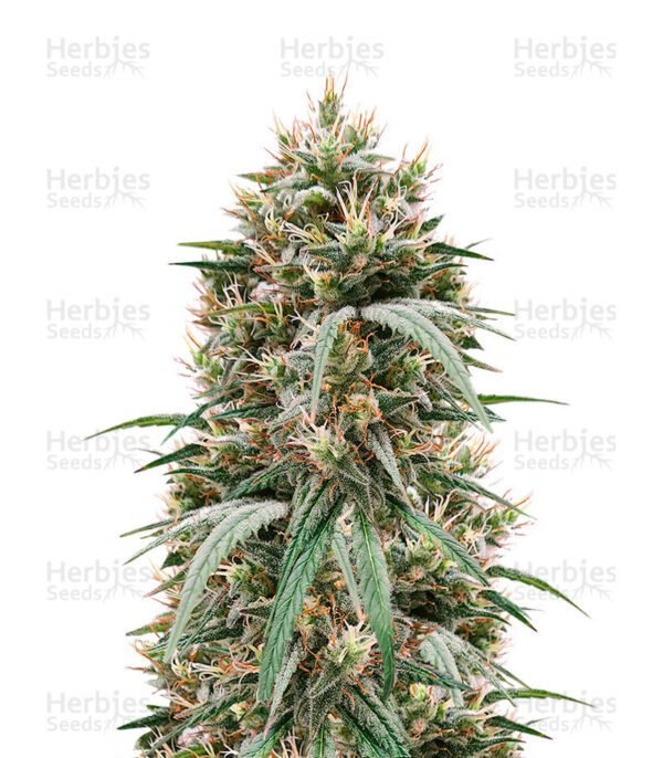 Blueberry Hill cannabis seeds by Herbies Seeds