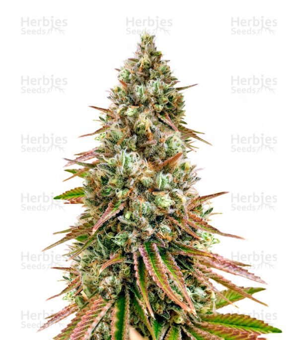 Bruce Banner #3 cannabis seeds by Herbies Seeds