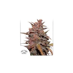 CBD Auto Blackberry Kush cannabis seeds by Dutch Passion