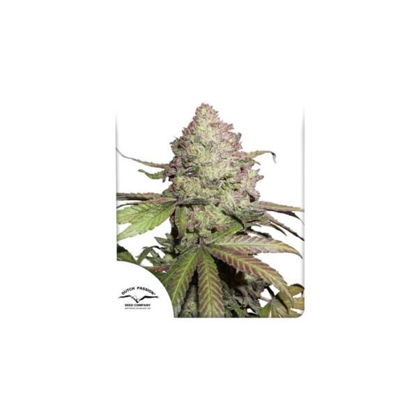 CBD Auto Charlotte’s Angel cannabis seeds by Dutch Passion