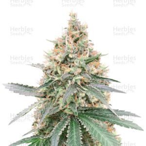 CBD Northern Lights cannabis seeds by Seedstockers