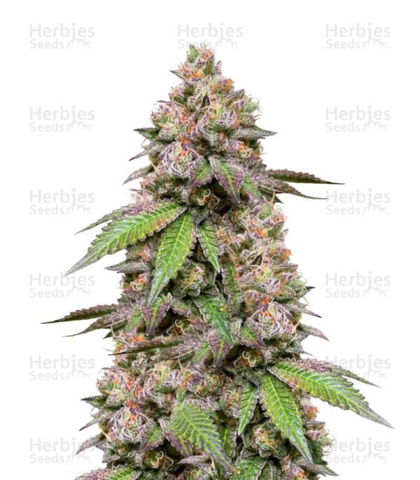 DDoS #33 cannabis seeds by Herbies Seeds