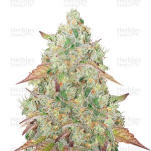 Grandmommy Purple cannabis seeds by Herbies Seeds