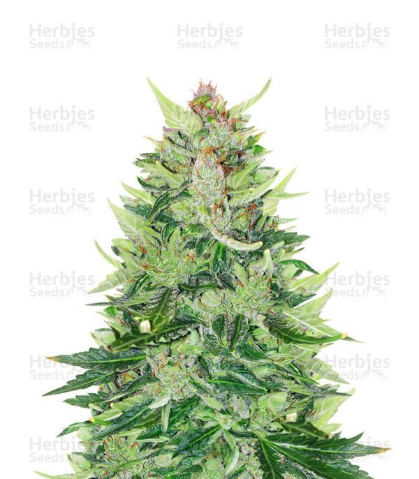 CBD Lemon Auto cannabis seeds by Herbies Seeds