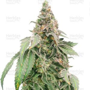 Mimosa Shot cannabis seeds by Herbies Seeds