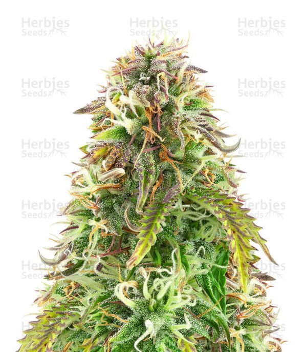 Northern Lights Auto cannabis seeds hy Herbies Seeds