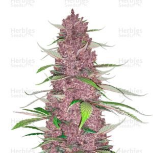 Purple Juice Auto cannabis seeds by Herbies Seeds