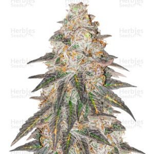 Runtz Punch cannabis seeds by Herbies Seeds