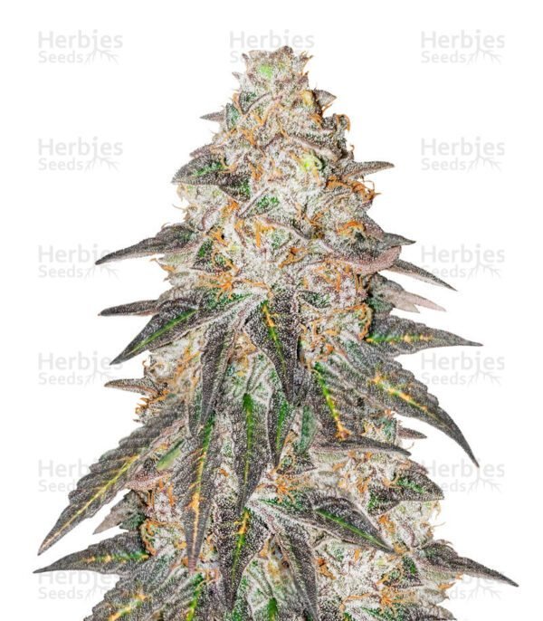 Runtz Punch cannabis seeds by Herbies Seeds