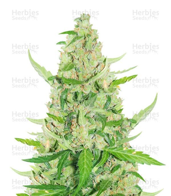 Sour Diesel Auto cannabis seeds by Herbies Seeds