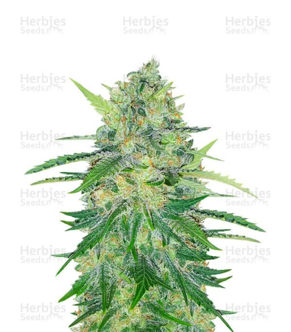 Za-Za OG cannabis seeds by Herbies Seeds