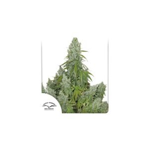 Auto Ultimate cannabis seeds by Dutch Passion