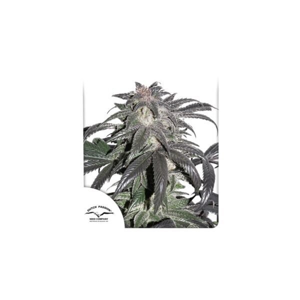 Bubba Island Kush cannabis seeds by Dutch Passion