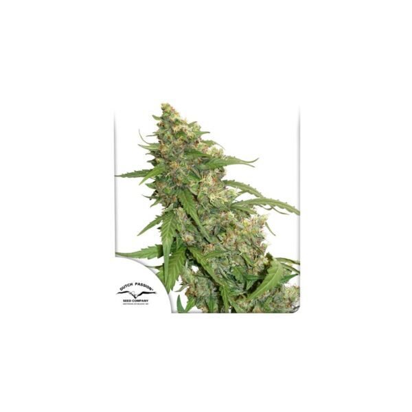 CBD Auto Compassion Lime cannabis seeds dy Dutch Passion