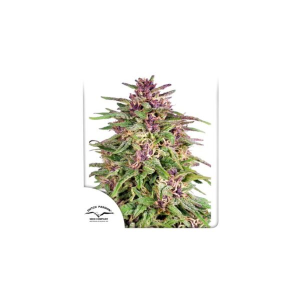 Frisian Dew cannabis seeds by Dutch Passion