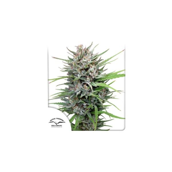 Passion #1 cannabis seeds by Dutch Passion