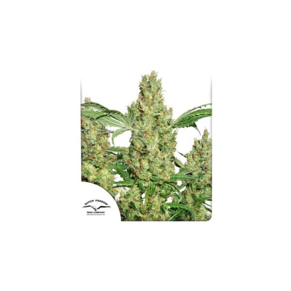 Power Plant cannabis seeds by Dutch Passion