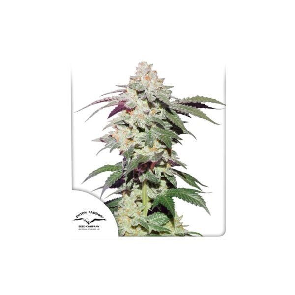 Skywalker Haze cannabis seeds by Dutch Passion