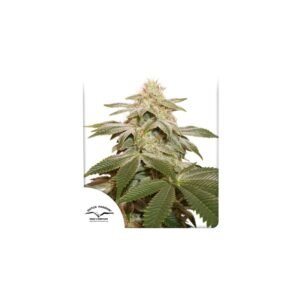 Sugar Bomb Punch cannabis seeds by Dutch Passion