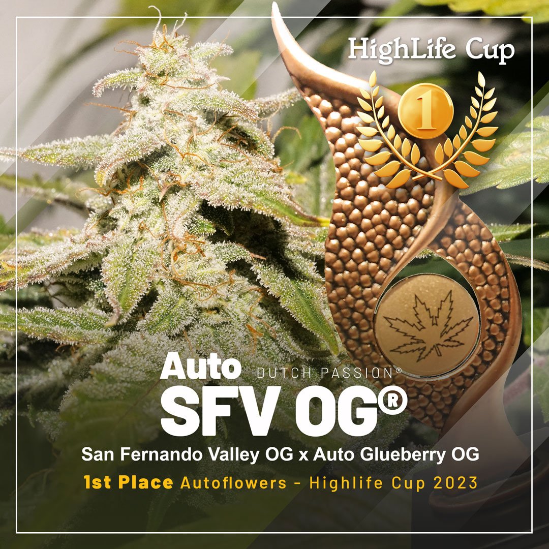 Auto SFV OG crowned best autoflower at the HighLife Cup! 