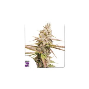 Strawberry Cookies cannabis seeds by Super Sativa Seed Club - Dutch Passion