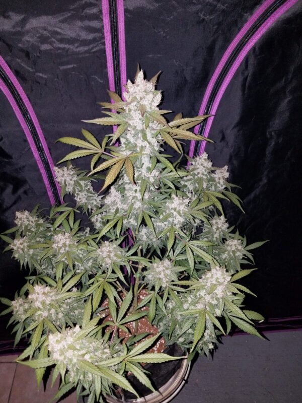 Girl Scout Cookies Auto cannabis seeds by Fast Buds