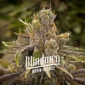 Permanent Marker cannabis strain by Blimburn Seeds