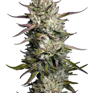 Purple Berry Muffinz Feminized seeds germinate into a compact plant with multi-coloured flowers. Ideal for growing indoors due to its low height, this strain also grows well outdoors in temperate / Continental climates. Large yields of dense buds await the successful grower. A true 50/50 hybrid, Purple Berry Muffinz Feminized bud contains desired effects from both ends of the spectrum.