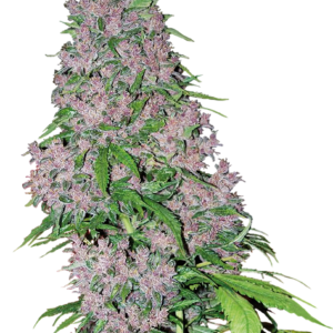 Purple Bud feminized cannabis seeds by White Label