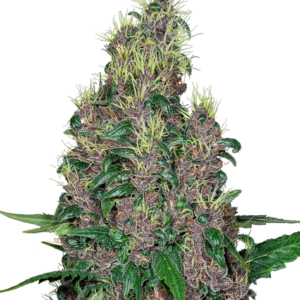 Flowers from Mandarine Jam Feminized are a mouthwatering delight. Tropical and citrus zest stimulates the senses while the effects of this strain tickle the brain. This plant grows tall, but that extra real estate fills with gorgeous purple flowers covered with cannabinoid-filled trichomes. Gardeners who enjoy dry sift will appreciate the excellent quality heads Mandarine Jam Feminized can offer.