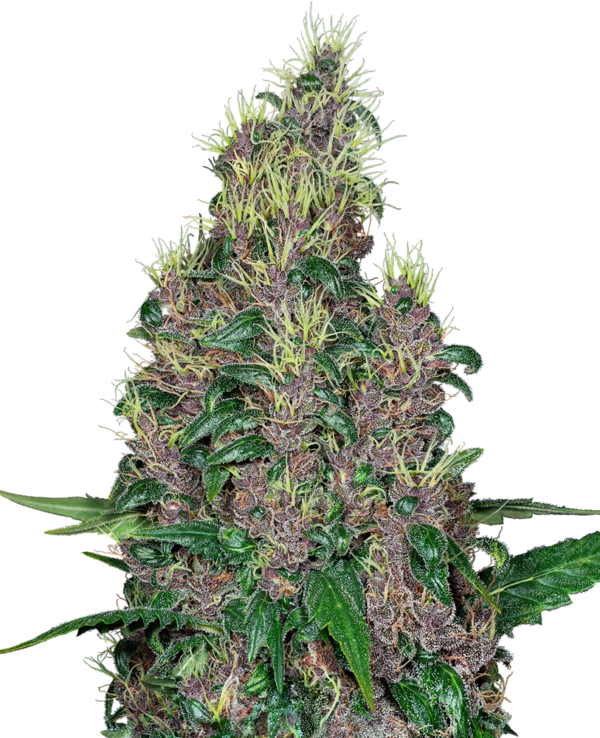 Flowers from Mandarine Jam Feminized are a mouthwatering delight. Tropical and citrus zest stimulates the senses while the effects of this strain tickle the brain. This plant grows tall, but that extra real estate fills with gorgeous purple flowers covered with cannabinoid-filled trichomes. Gardeners who enjoy dry sift will appreciate the excellent quality heads Mandarine Jam Feminized can offer.