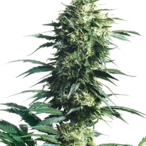 Mother's Finest Regular is a sativa hybrid (70%) from the Jack Herer breeding programme. It’s not a strain for novices, but for fans with experience and an interest in a euphoric Haze high. Multi-award-winner at the Highlife Festival.