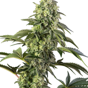 Cosmic Kiss Feminized is an 80% indica and 20% sativa. It was developed by interbreeding Rainbow Belts 2.0 with Bacio to reinforce resin production and cannabinoid content